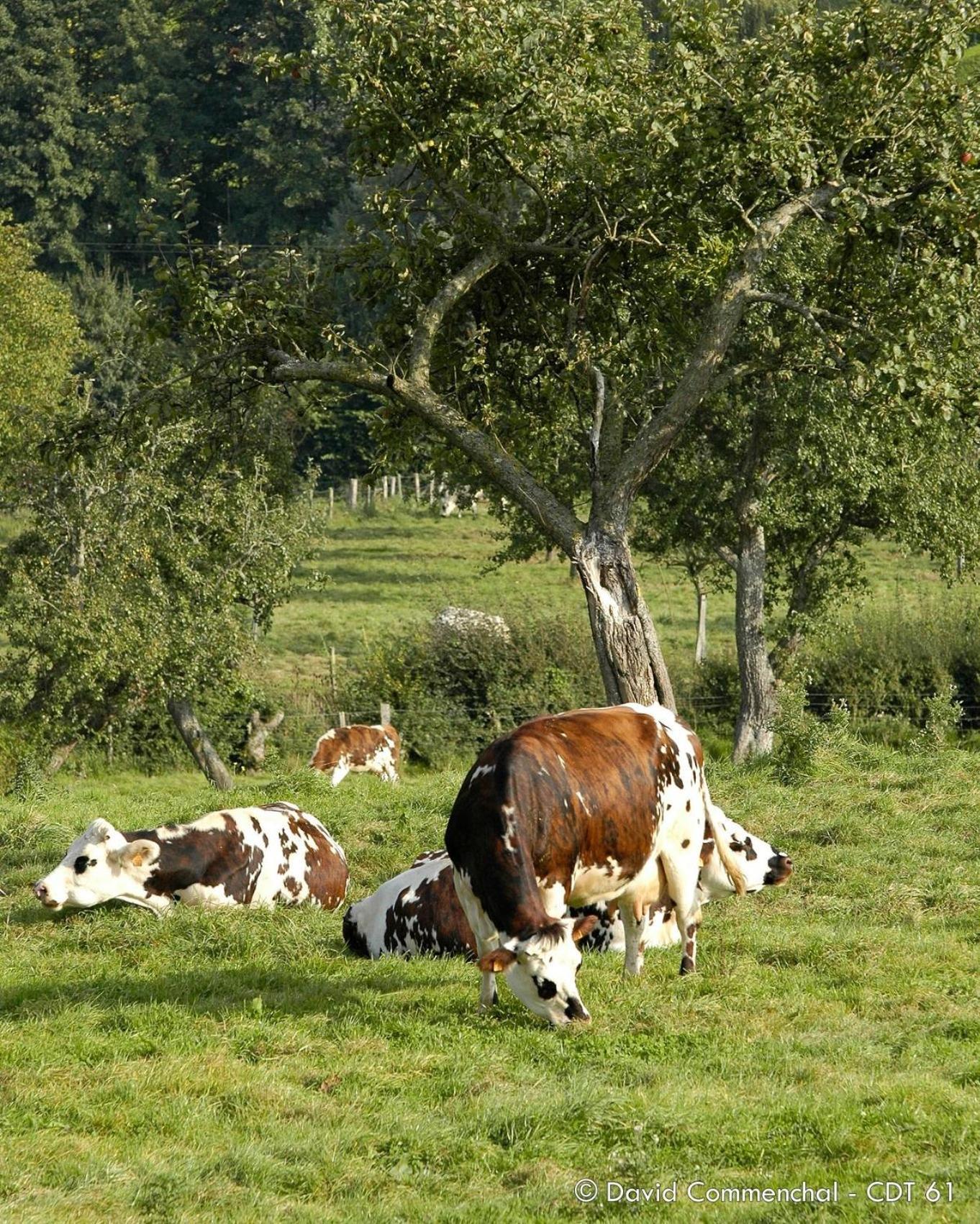 Gite "Le Refuge" Dans Un Domaine De 7Ha Au Calme Vimoutiers Esterno foto