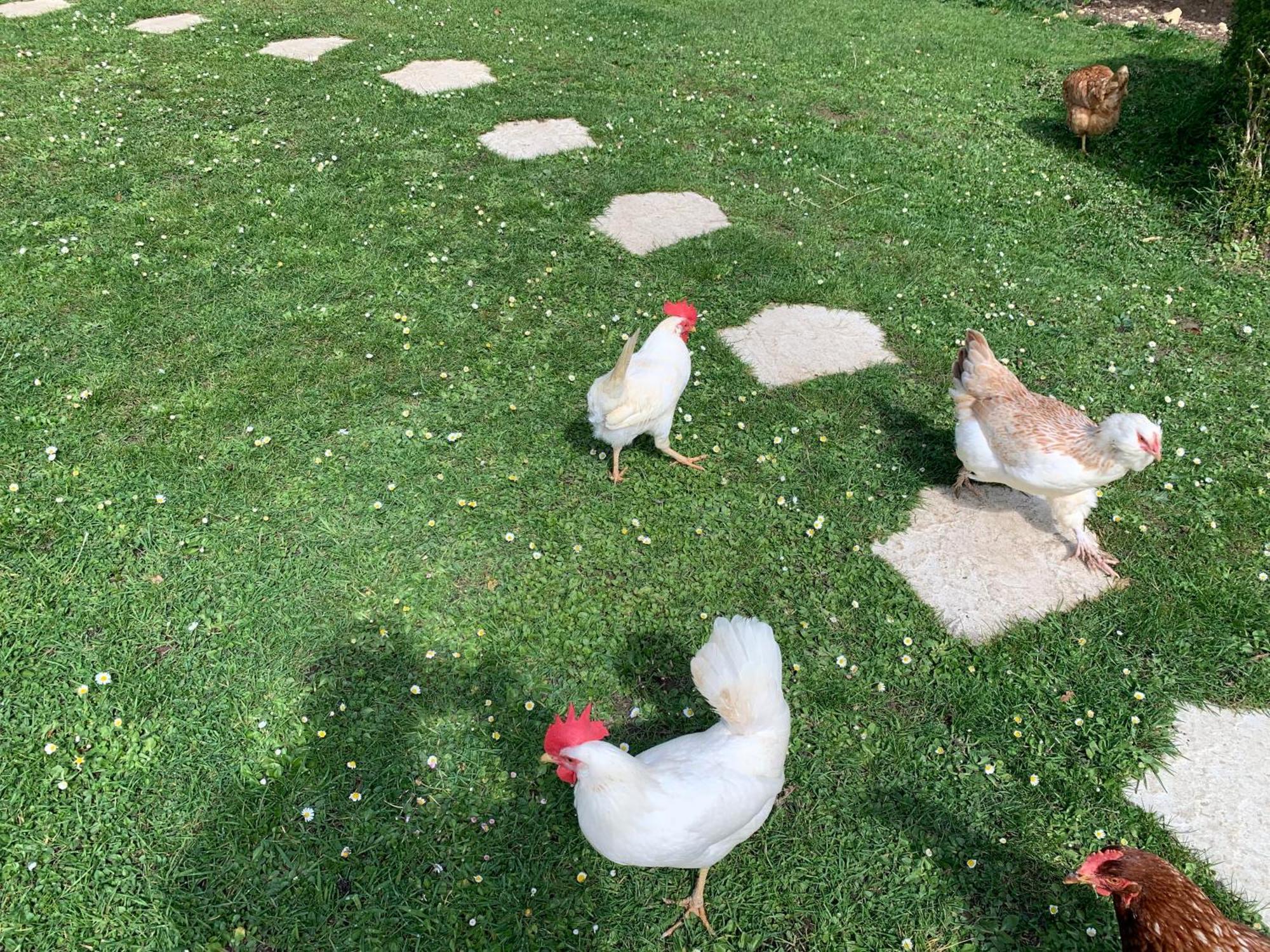 Gite "Le Refuge" Dans Un Domaine De 7Ha Au Calme Vimoutiers Esterno foto